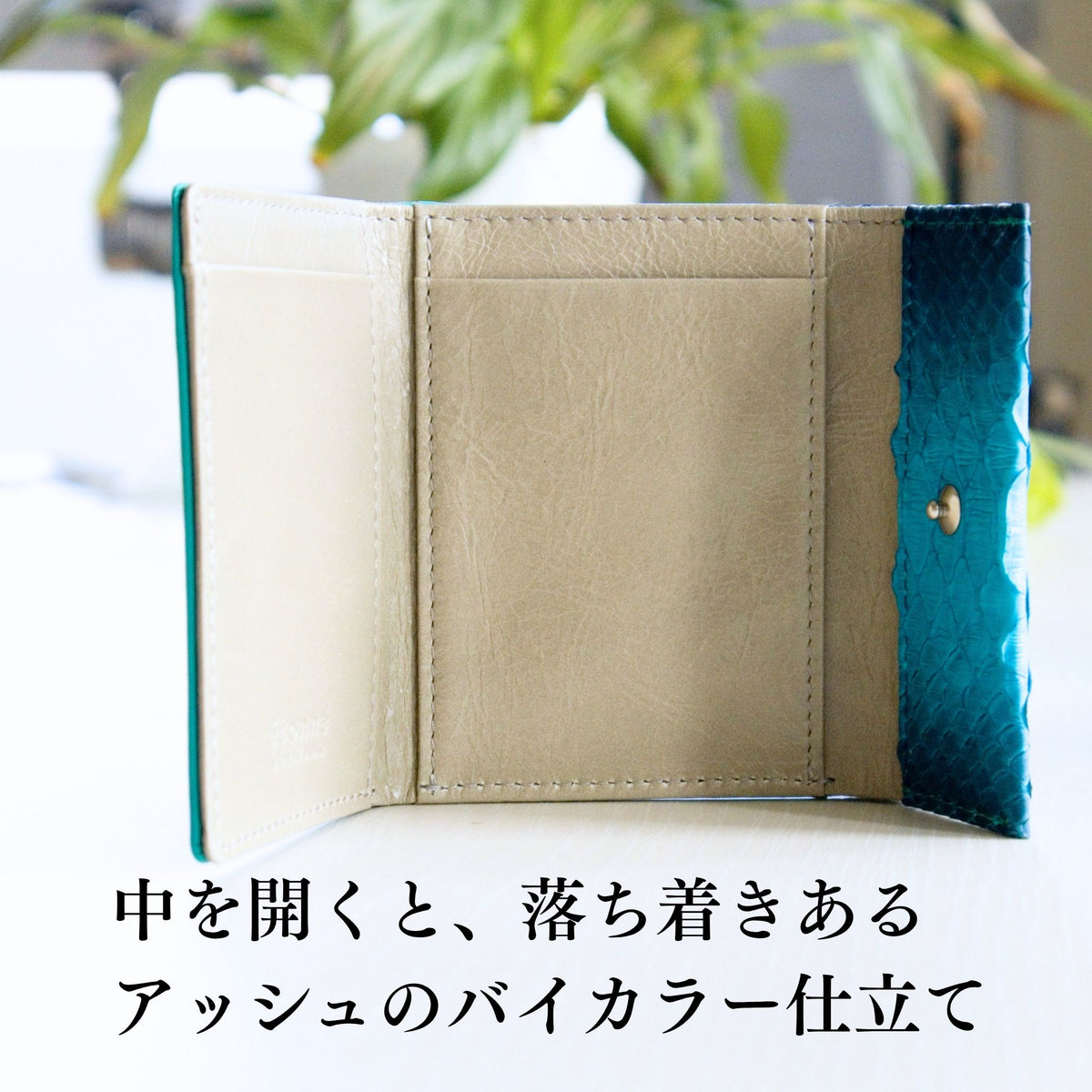 蛇革青いミニ財布を開いて、中を見せている様子