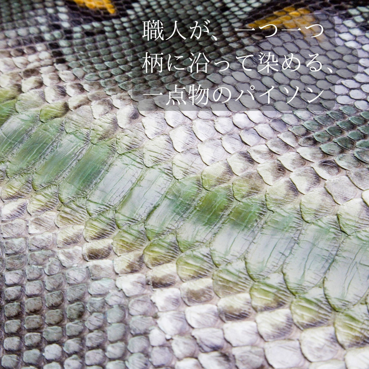 美しいいめえラルドグリーンの手染めパイソンニシキヘビ